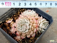 멕시코미니마 3-105 다육식물