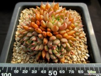 벨라지오 4-138 다육식물