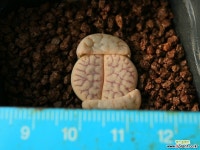 C32_ C394 gracilidelineata ssp. brandbergensis 리톱스/메셈