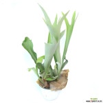 박쥐란 미세먼지정화식물 실내공기정화식물 행잉플랜트 행잉식물 공기정화식물