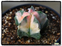 온즈카난봉옥금실생(뿌리유) 선인장