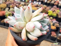 코로라타(대) 4-28 다육식물