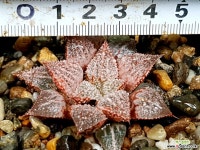 백은성 15-17 하월시아