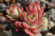 묵은러우(한몸아닐수있어요) 다육식물