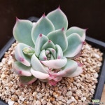 치와와금(41) 다육금