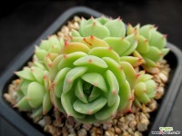 샤올리나 4-259 다육식물