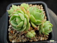 샤올리나 4-259 다육식물