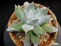 환엽블러쳐서 4-278 두들레야