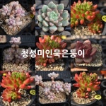 청성미인묵은둥이 다육식물