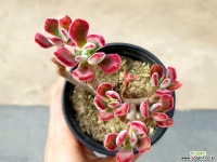 부용 5-149 다육식물