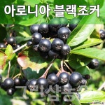 아로니아블랙초코베리묘목 블랙초코베리나무 블랙초코베리 실생2년 10주 묘목