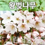 왕벚묘목 왕벚나무 꽃나무 왕벚 접목1년 10주 묘목