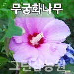 무궁화묘목 무궁화나무 꽃나무 무궁화 실생2년 10주 묘목