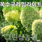 목수국라임라이트묘목 라임라이트나무 라임라이트 개화주 10주 묘목