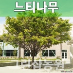 느티나무묘목 조경수 느티나무 3년생 10주 묘목