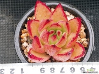 에보니 409-10 다육식물