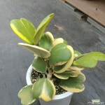 무늬하트호야23 다육식물