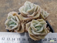 러블리로즈 자연군생 66 다육식물