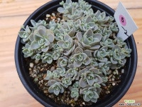 연화바위솔-5-2 바위솔