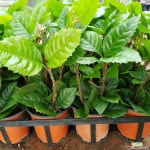 산호수(공기정화식물) 초본류