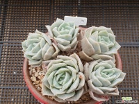 러블리로즈  175  (합식) 다육식물