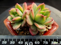 미니벨금 4-372 다육금