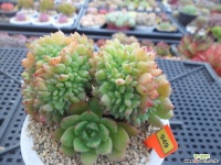 레이첼철화4-849 다육철화