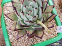 야생마리아 다육식물