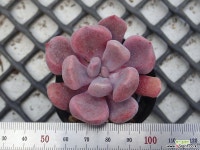 큐피트_b56 다육식물