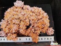 양로철화 411-14 다육금