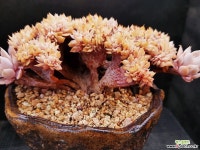 양로철화 411-14 다육금