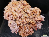 양로철화 411-14 다육금