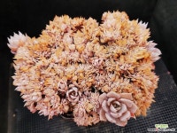 양로철화 411-14 다육금