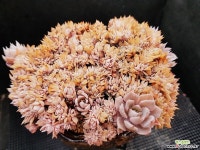 양로철화 411-14 다육금