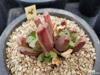 특가 하월시아26 하월시아