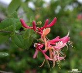 붉은인동 / 5묶음 / 야생화 / 노지월동 / 주말농장 / 관상용 / 비닐포트 야생화