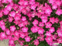 상록잔디패랭이/ 야생화 / 노지월동 / 주말농장 / 관상용 / 비닐포트 야생화