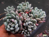 스페시스 412-2647 다육식물