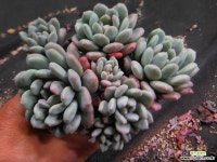 스페시스 412-2647 다육식물