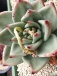 환엽곰마리아 다육식물