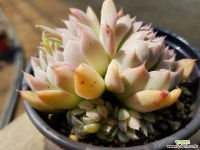 산체스마요라데 0392 0412 다육식물