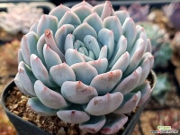 화이트페어리151 다육식물