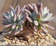 일본화이트그리니 다육식물