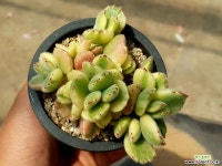 웅동자금 11-432 다육식물