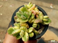 웅동자금 11-432 다육식물