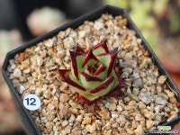 야생 에보니 슈퍼클론 다육식물