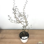 마오리소포라 / 소포라 / 플랜테리어 / 동일상품발송 - 나 목본류