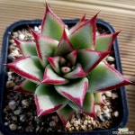 원종에보니슈퍼클론 다육식물