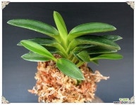 담로 풍란(보급종)