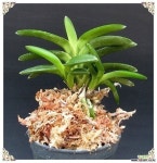 담로 풍란(보급종)